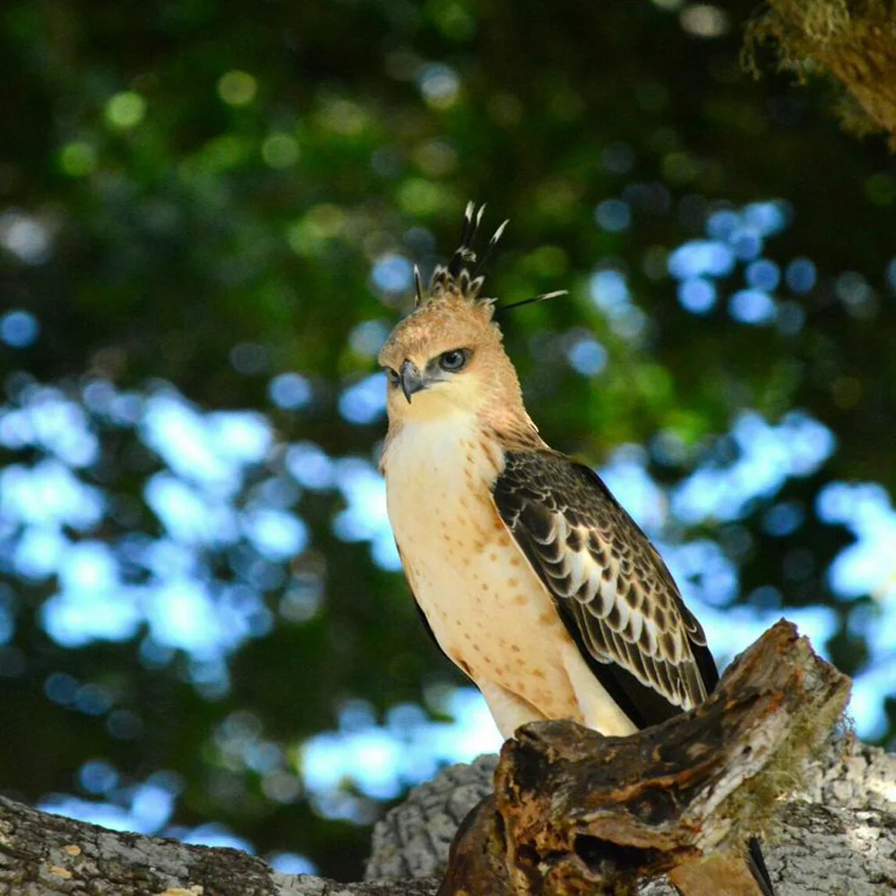 Bundala National Park 