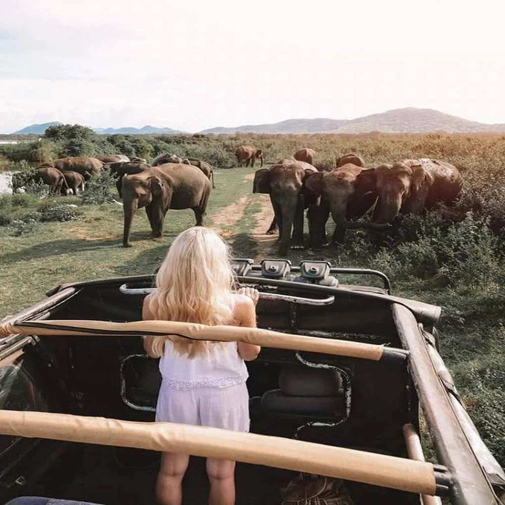 Minneriya National Park 