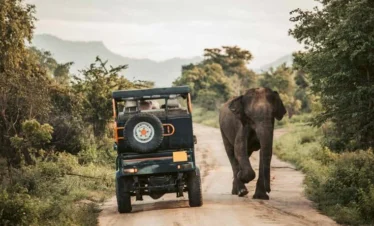 safari