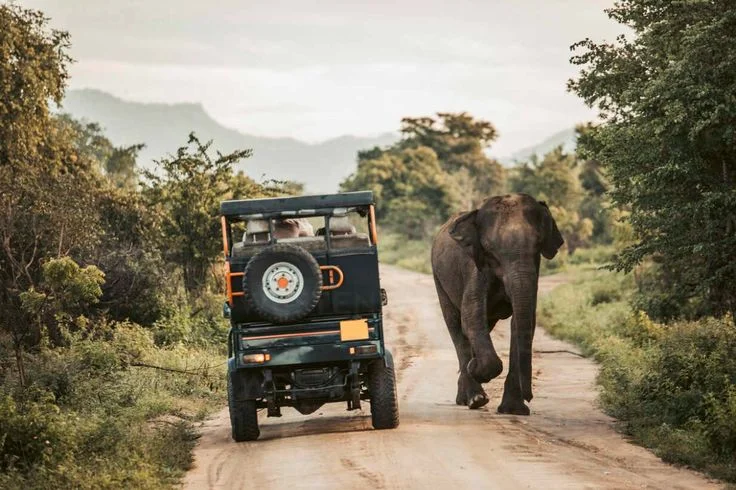 safari