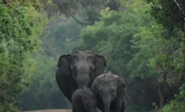 Wasgamuwa National Park