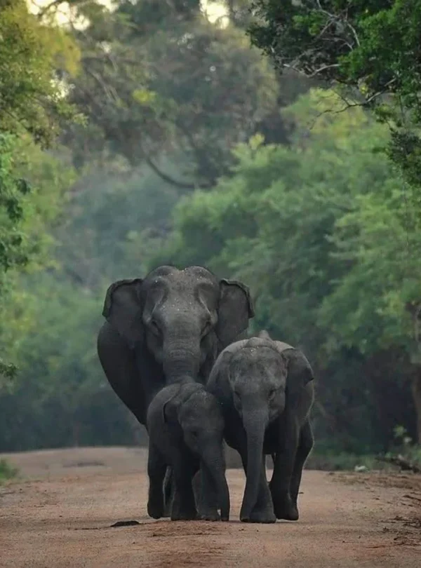 Wasgamuwa National Park