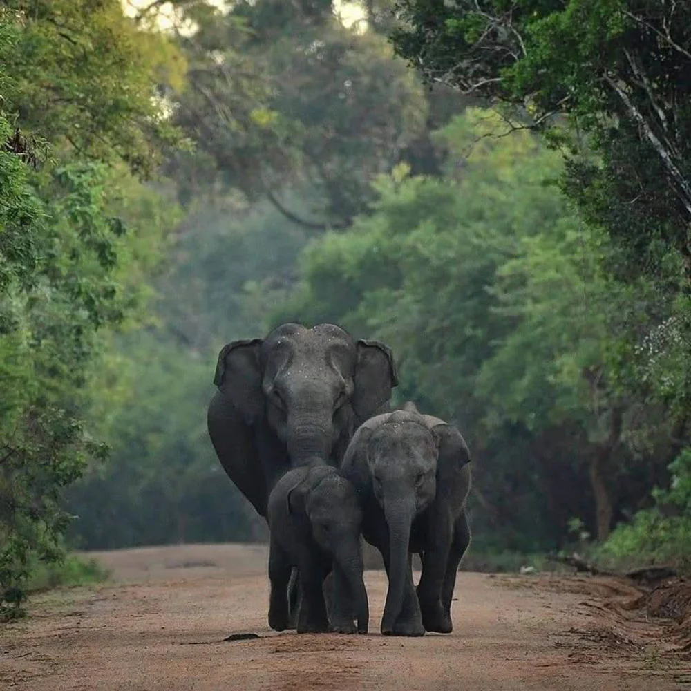 Wasgamuwa National Park 