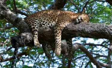 Wilpattu National Park