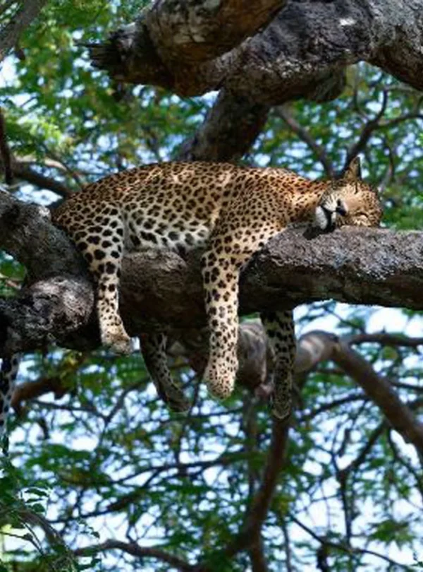 Wilpattu National Park