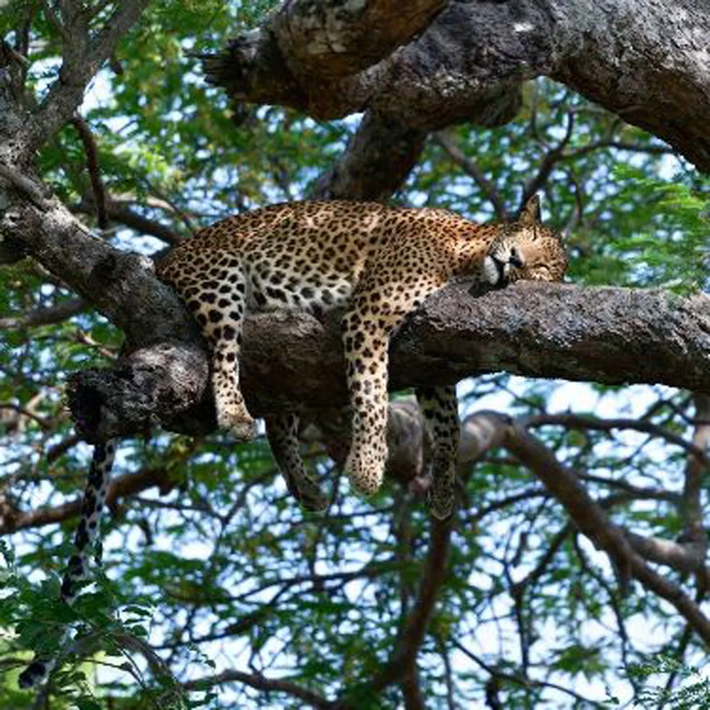Wilpattu National Park 