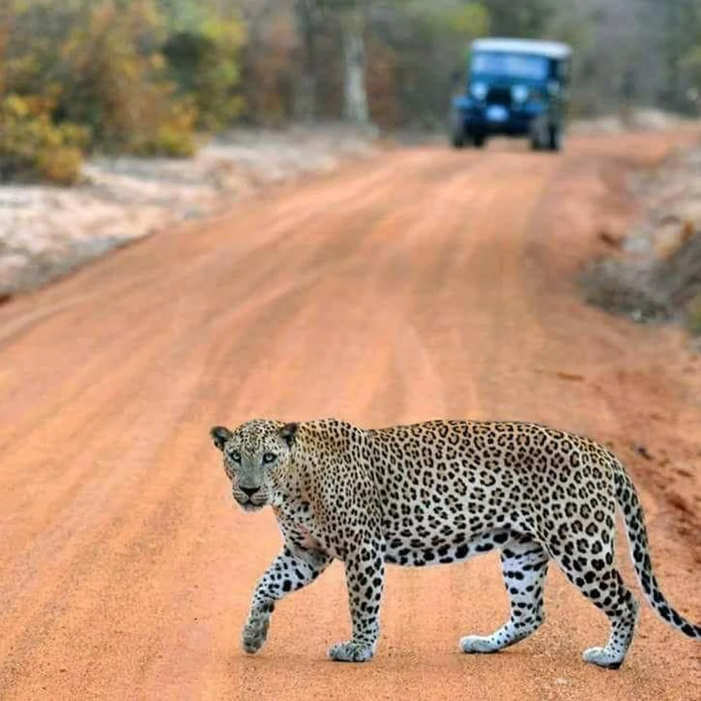 Yala National Park