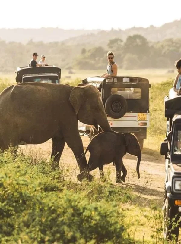 minneriya-sri lanka