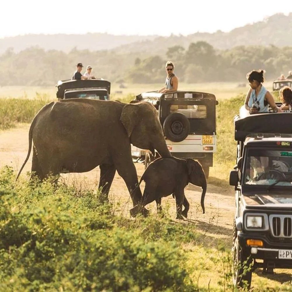 minneriya-sri lanka