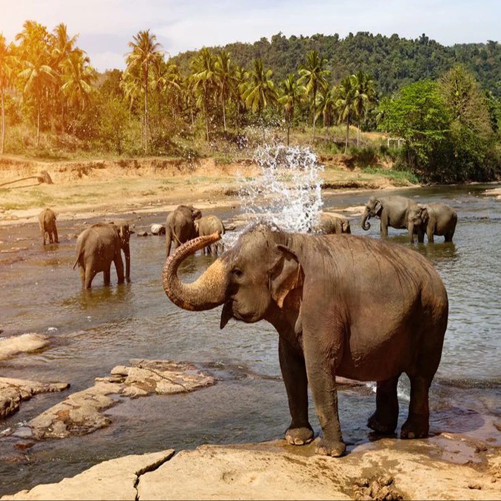 pinnawala-sri-lanka