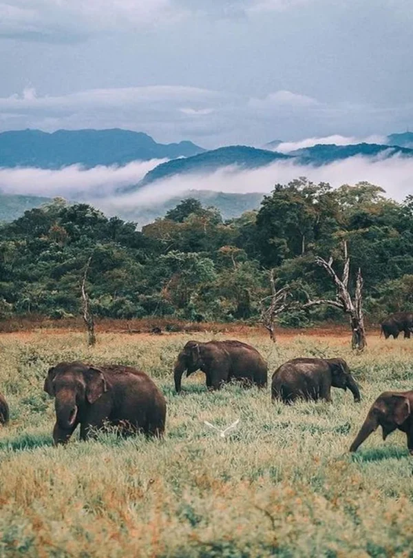 wasgamuwa-sri-lanka