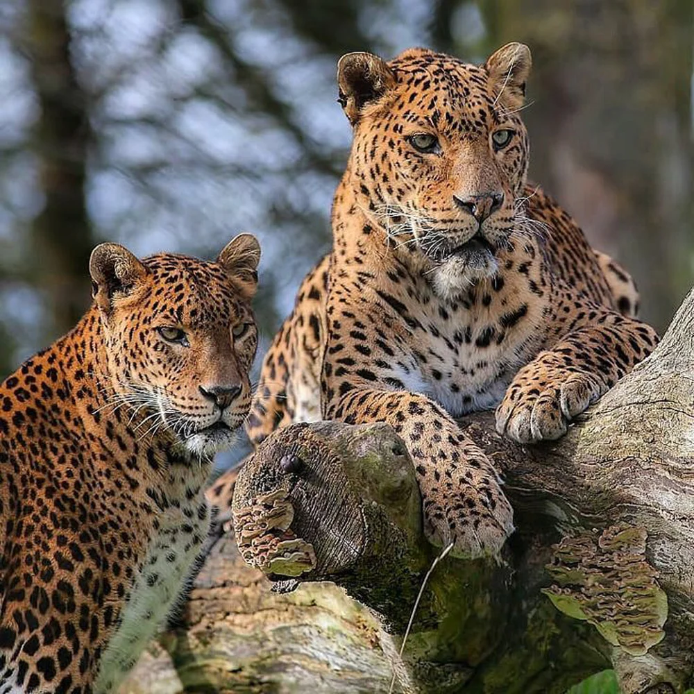 yala-sri-lanka